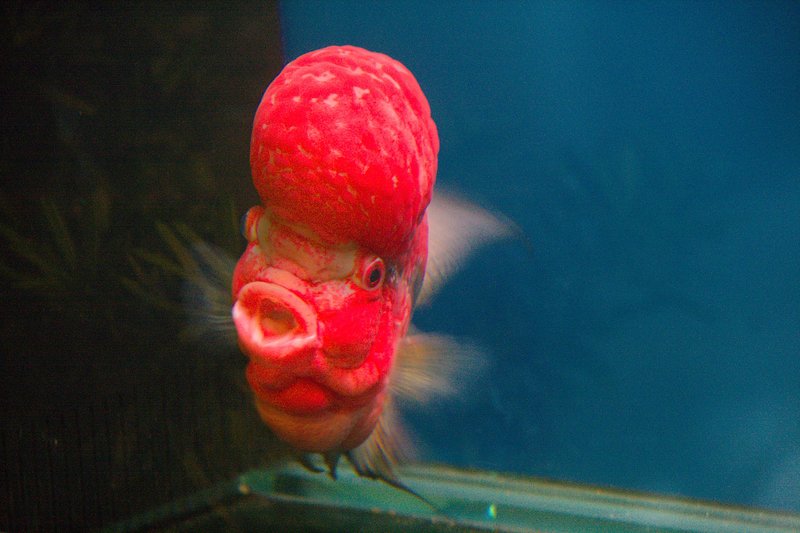 Fish in hotel aquarium
