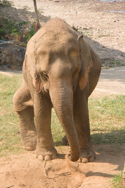 Chiang Mai - Elephants