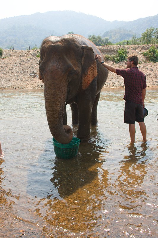 Chiang Mai -Elephants