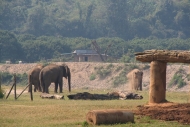 Chiang Mai - Elephants