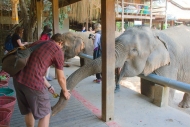 Chiang Mai -Elephants