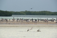 Mangrove River, Isla Holbox