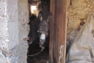 Donkey - Lycian Way