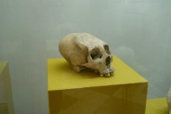 Mayan Skull Deformation