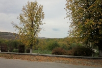 Trees Across the Street