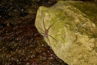 water spider in the jungle