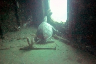 Turtle on Halliburton Wreck
