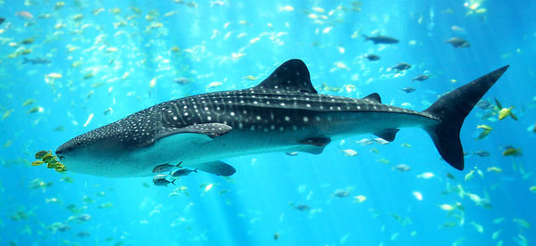 Whale_shark_Georgia_aquarium