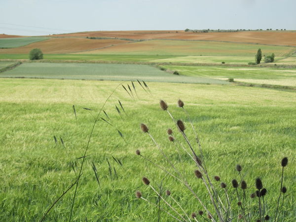 More wheat fields
