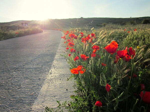 Red Poppies