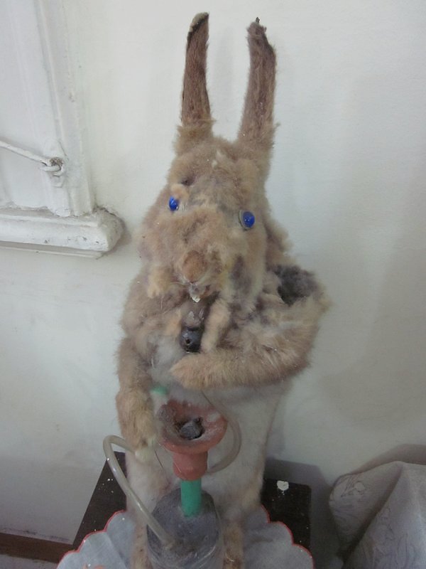 Hookah Bunny - Alexandria