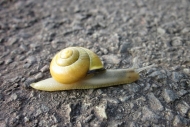 Snail - Camino de Santiago