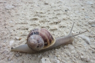 Snail - Camino de Santiago