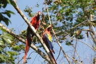 Scarlet Macaw - Copan Ruinas