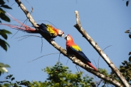 Scarlet Macaw - Copan Ruinas