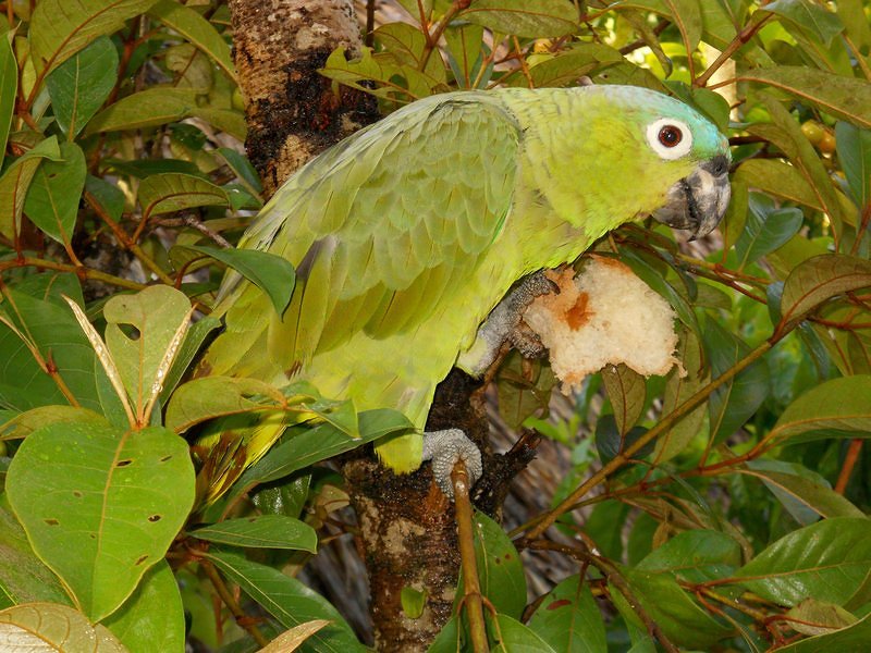 Parrot eating bread