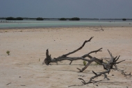 Mangrove River, Isla Holbox