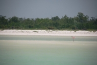 Flamingos on Isla Holbox