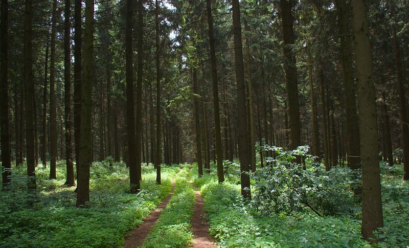 Forest near Schloss Schallaburg