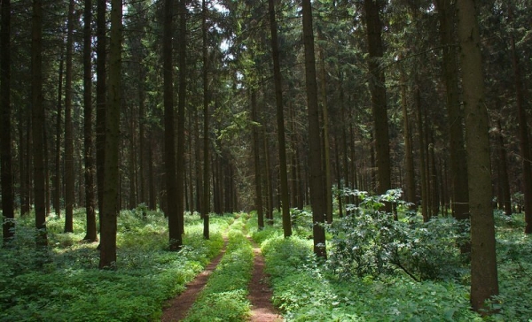 Forest near Schloss Schallaburg