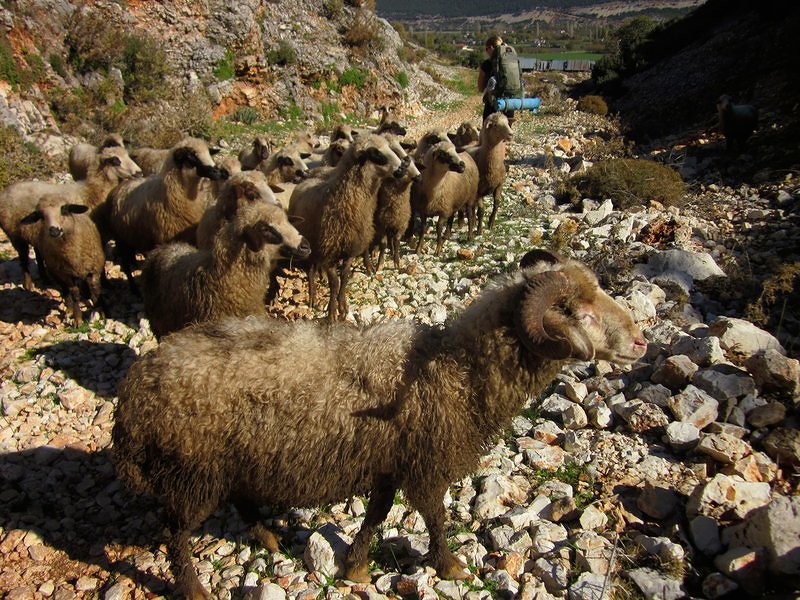Sheep - Lycian Way