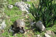 Turtle - Lycian Way