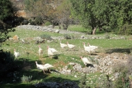 Turkeys in Turkey - Lycian Way