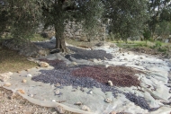 Olive Tree - Lycian Way