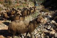 Sheep - Lycian Way
