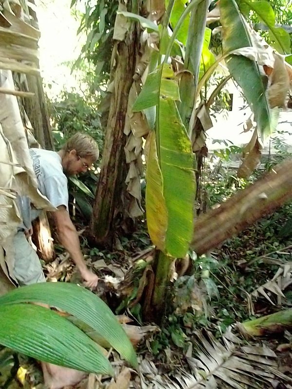 Organic El Salvador
