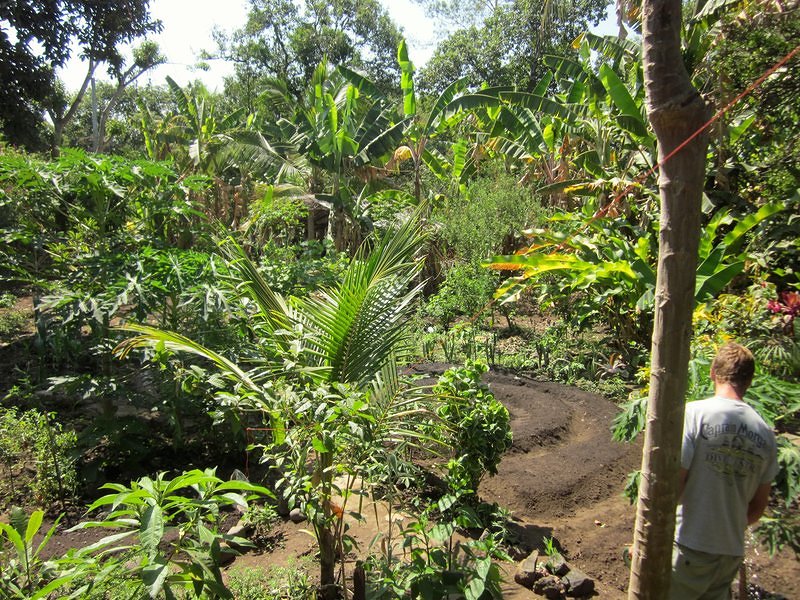 Organic El Salvador