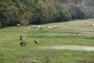 Cows in the rice field