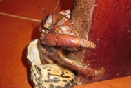 Hermit the Crab