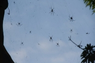 Spiders at Treetanic