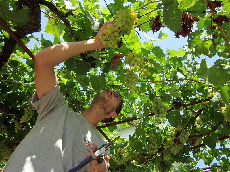 Grape Picking
