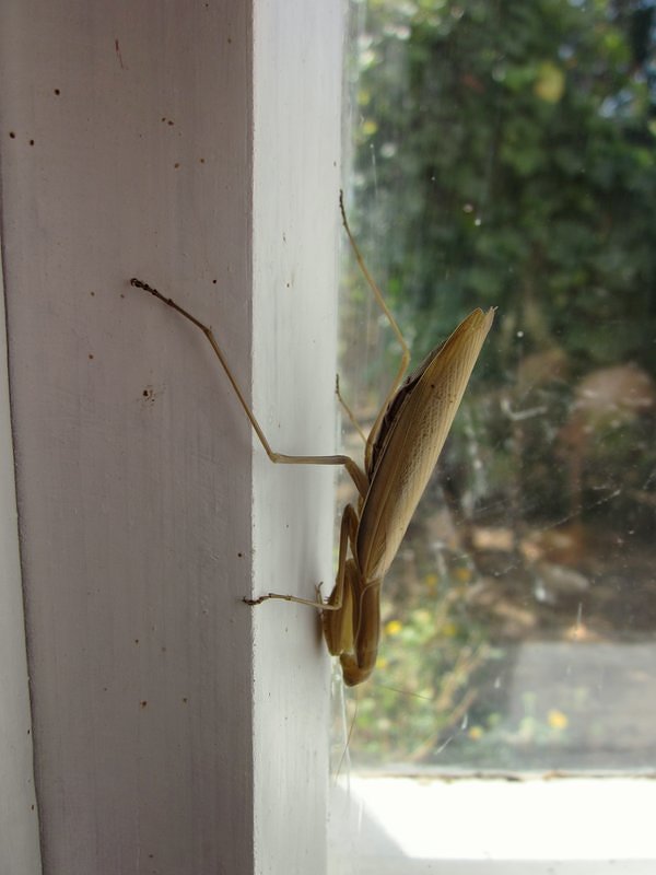 Mantis on the Window