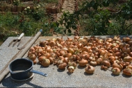 Onion Picking