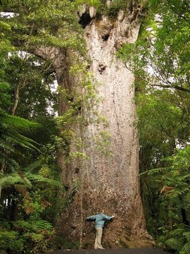 A Massive Kauri Tree in New Zealand