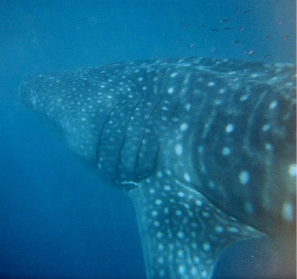 Whale Shark Under Water