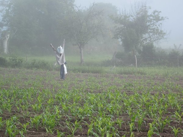 Scarecrow in the morning fog